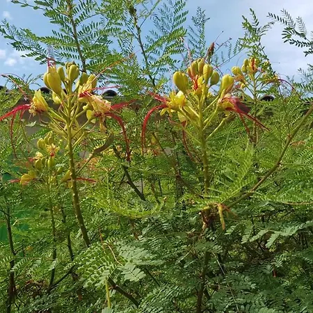 Maison De Charme Avec Jardin Clos * Rivedoux-Plage